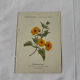 🌿 Botanical Plate Old Naturalist Engraving 19th Century Double-Sided