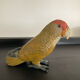 Vintage enamelled metal parakeet paperpress