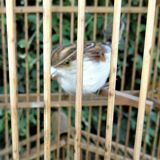 bamboo bird cage form pagoda 1960s - 70