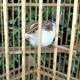 bamboo bird cage form pagoda 1960s - 70