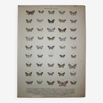 Old engraving of Butterflies - Lithograph from 1887 - Linariata - Original illustration
