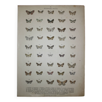 Gravure ancienne de Papillons - Lithographie de 1887 - Linariata - Illustration originale