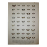 Gravure ancienne de Papillons - Lithographie de 1887 - Linariata - Illustration originale