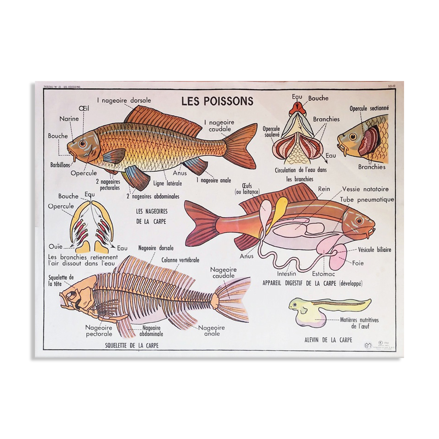 School poster the bee & fish