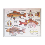 School poster the bee & fish