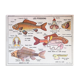Affiche scolaire l'abeille & les poissons