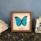 Butterfly frame