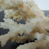 Branche de corail