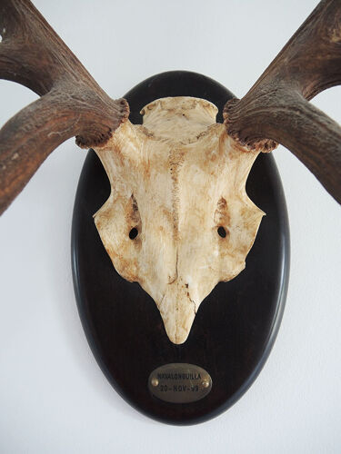 Ancien massacre, crâne de cerf naturalisé xl