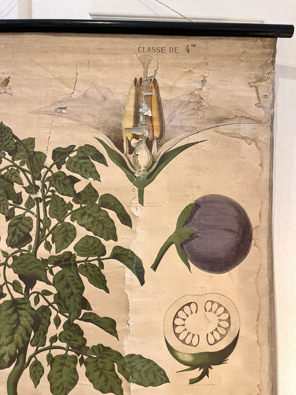 Old Deyrolle board "The potato"