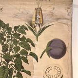 Old Deyrolle board "The potato"