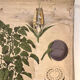 Ancienne planche Deyrolle “La pomme de terre”