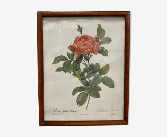 Illustration Rose Redouté