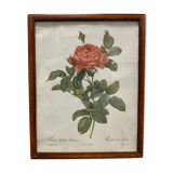 Illustration Rose Redouté