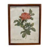 Illustration Rose Redouté
