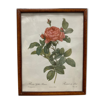 Illustration Rose Redouté
