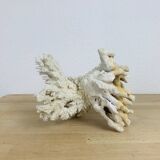 Old white coral 22 cm