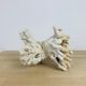 Old white coral 22 cm