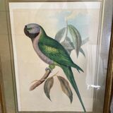 John Gould: Derby Parakeet Color Lithograph: Psittacula