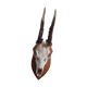 Deer Trophy 1
