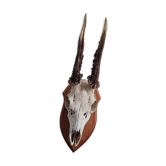 Deer Trophy 1