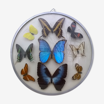 Vintage butterfly bulging frame