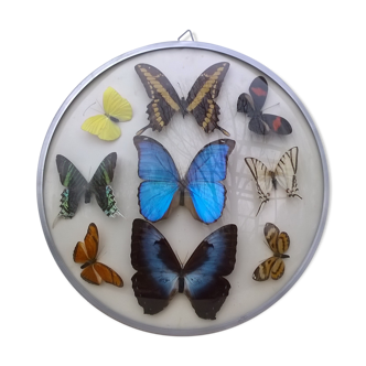 Cadre bombé papillon vintage