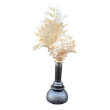 Antique Murex Ramosus Shell on a turned wooden base Napoleon III 19th century