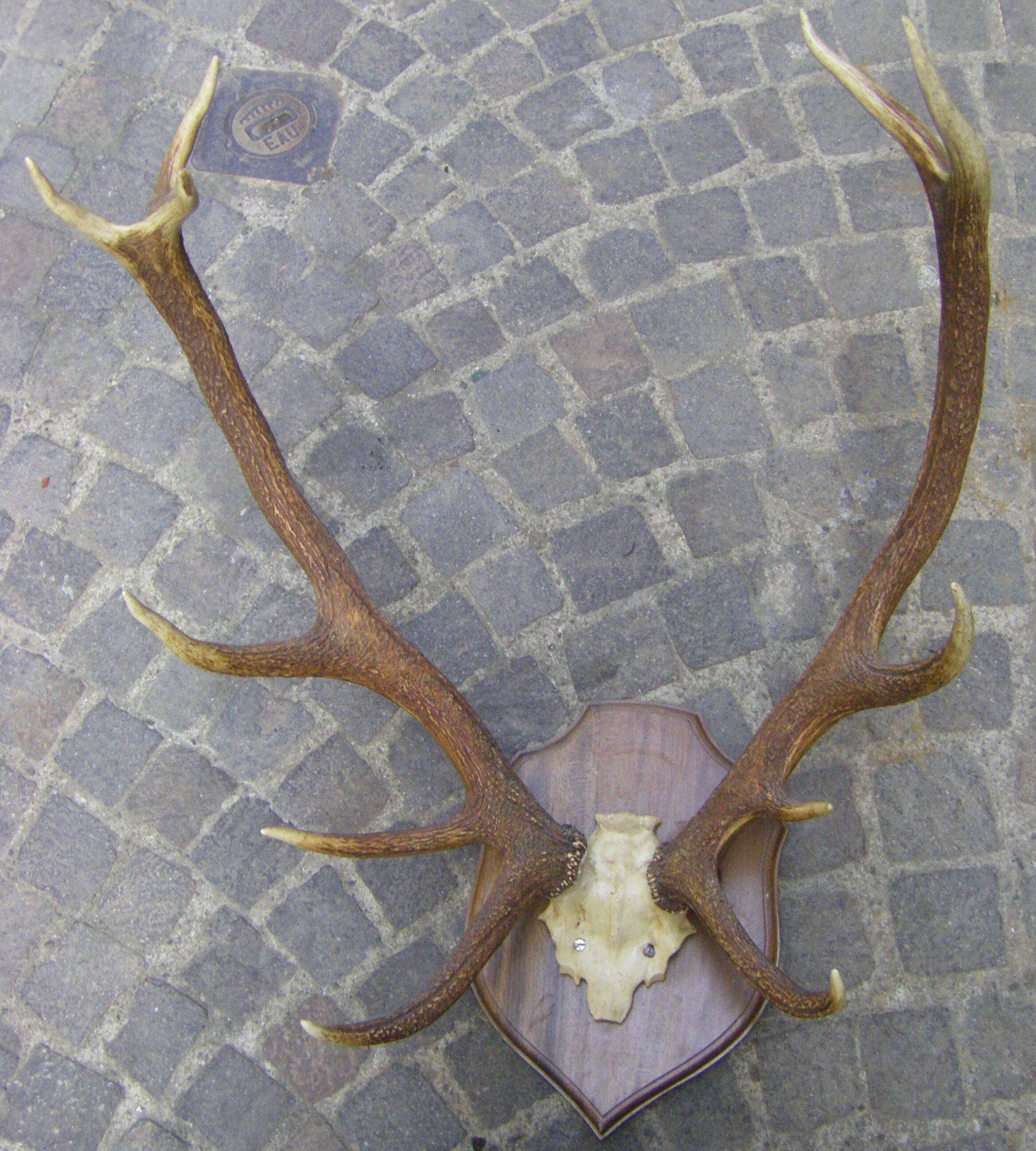 Bois de cerf