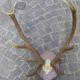Bois de cerf