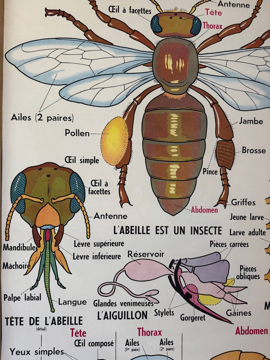 Vintage double-sided school poster “THE BEE / THE FISH”
