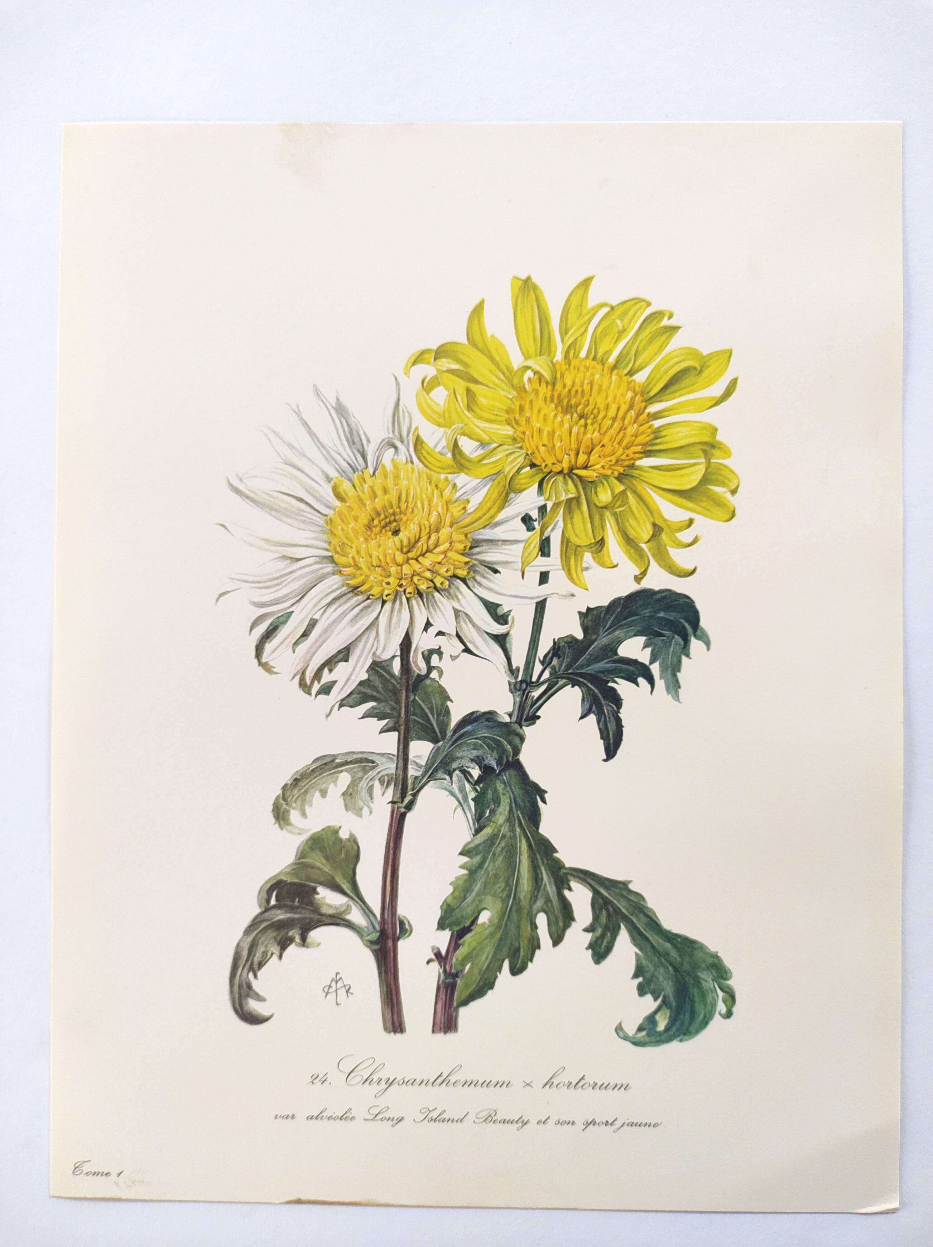 Vintage botanical plate from 1962 - Honeycomb Chrysanthemum - Plant engraving - Watercolor M.Rollinat
