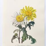 Vintage botanical plate from 1962 - Honeycomb Chrysanthemum - Plant engraving - Watercolor M.Rollinat