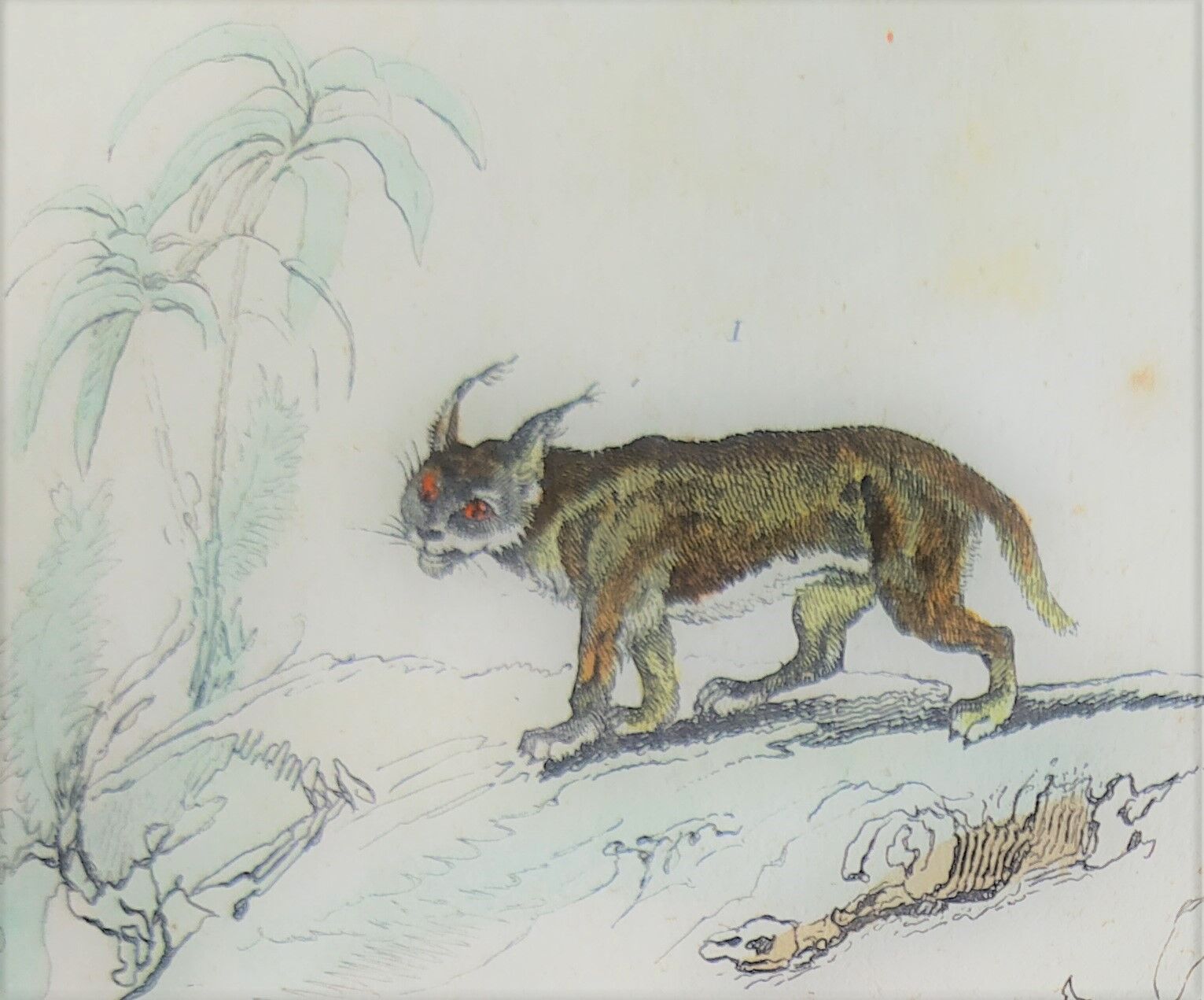 Original zoological plate " Caracal - Serval - Ocelot - &c... " Buffon (1836)