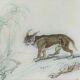 Original zoological plate " Caracal - Serval - Ocelot - &c... " Buffon (1836)