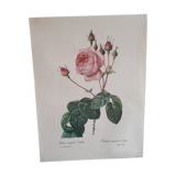 Botanical poster of Redouté