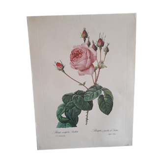 Botanical poster of Redouté