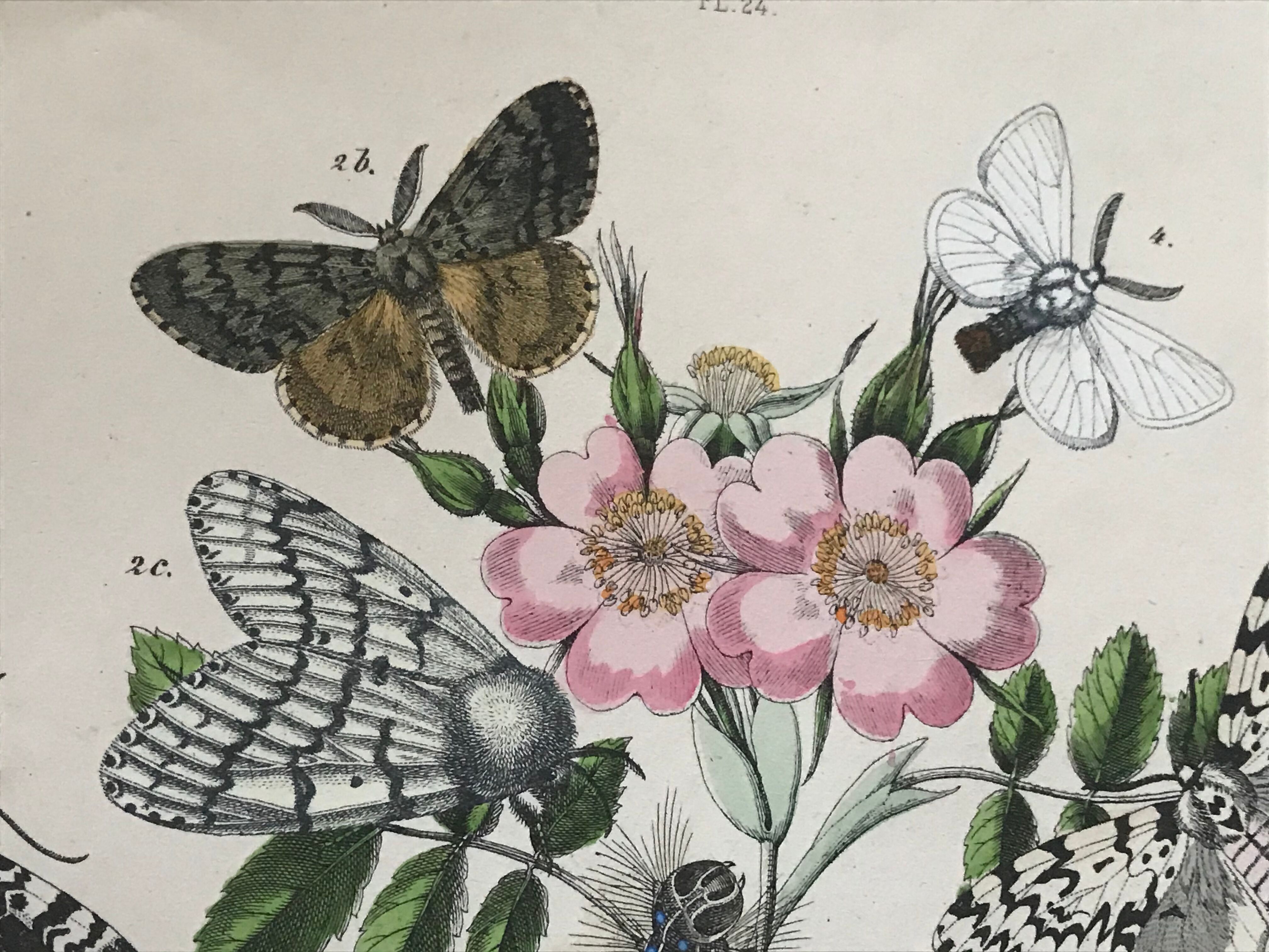 Flower and butterfly boards 1876