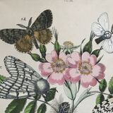 Flower and butterfly boards 1876