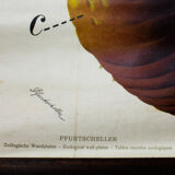 Displays the beginning of the 20th century vintage Paul Pfurtscheller "worm"