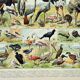 Gravure ancienne 1898, Oiseaux 2: espèces, rapaces • Lithographie originale et vintage