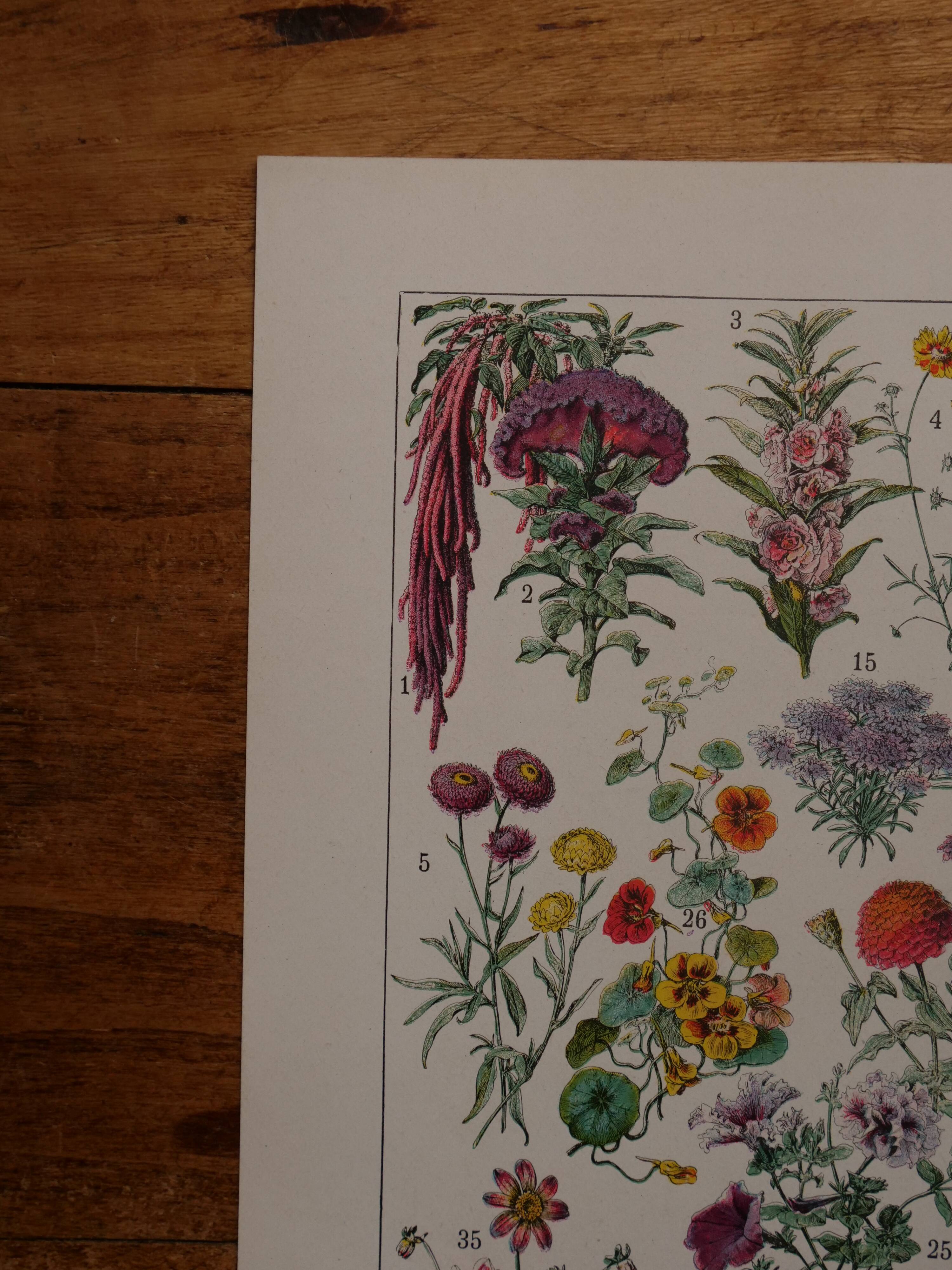 Original lithographs on flowers