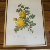 Lot of 7 pink botanical lithographs 1950