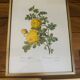 Lot de 7 lithographies botaniques roses 1950