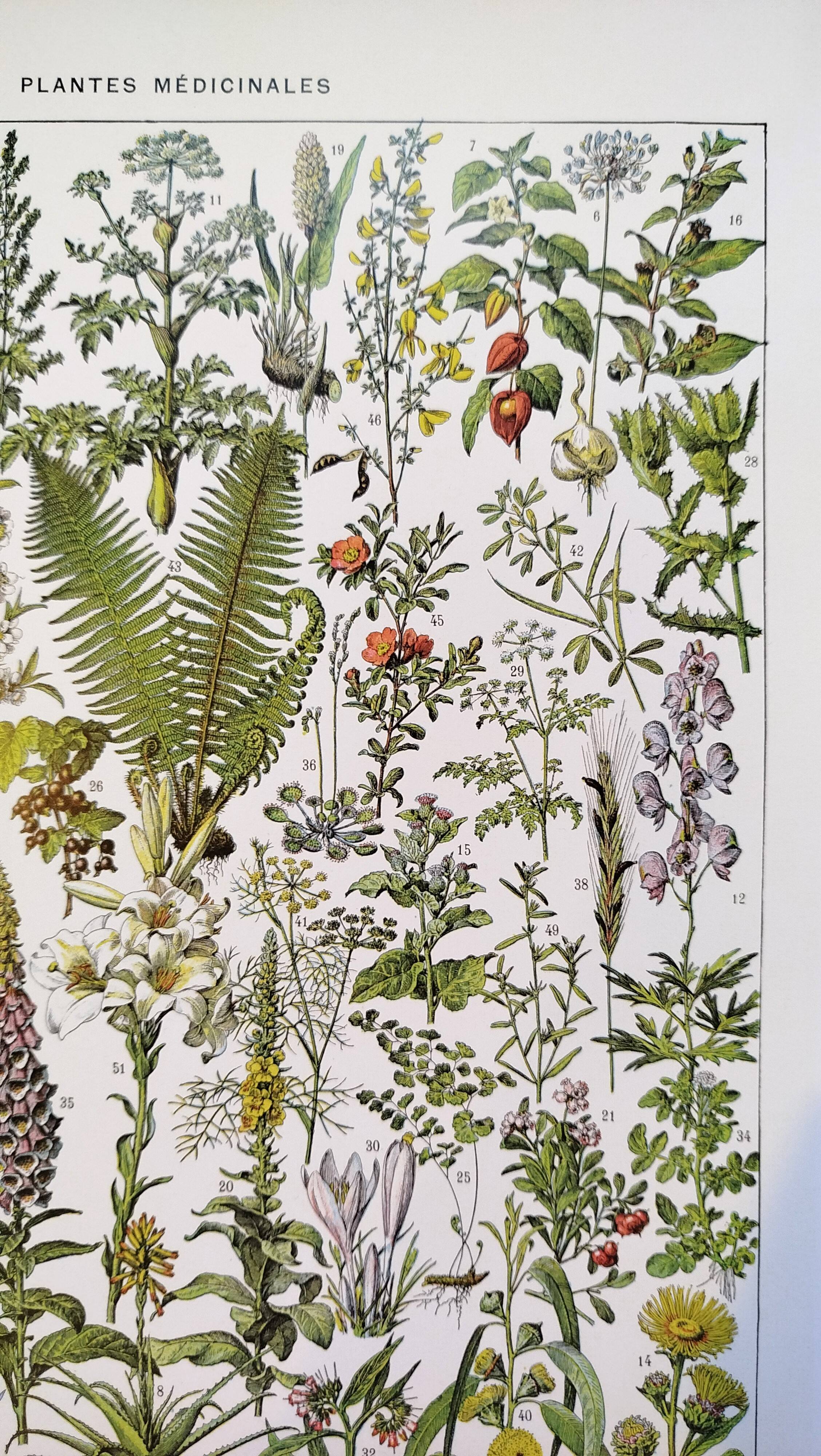 Affiche sur les plantes médicinales "absinthe", d'après une lithographie de 1928