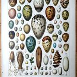 Egg board poster 40s