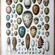 Egg board poster 40s