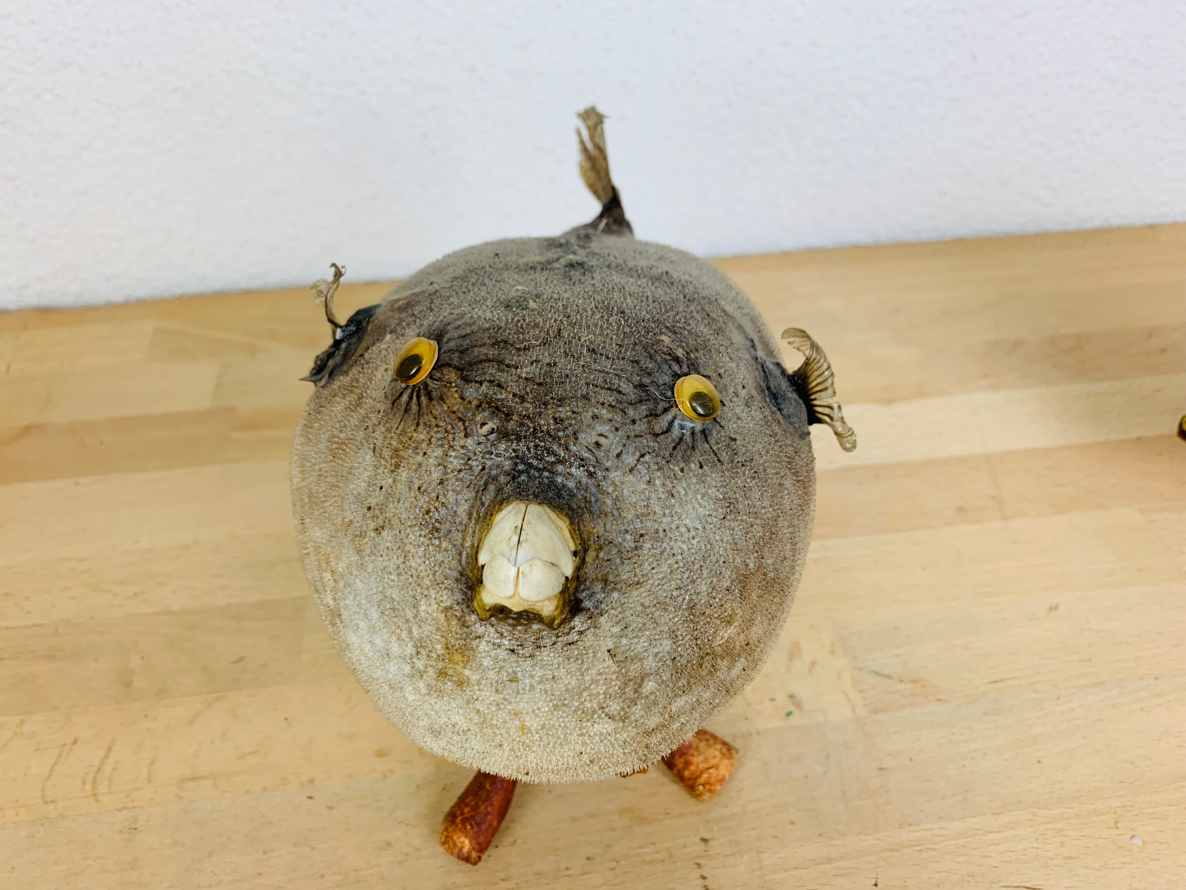 Pentadon globe fish naturalized on base cabinet of curiosity