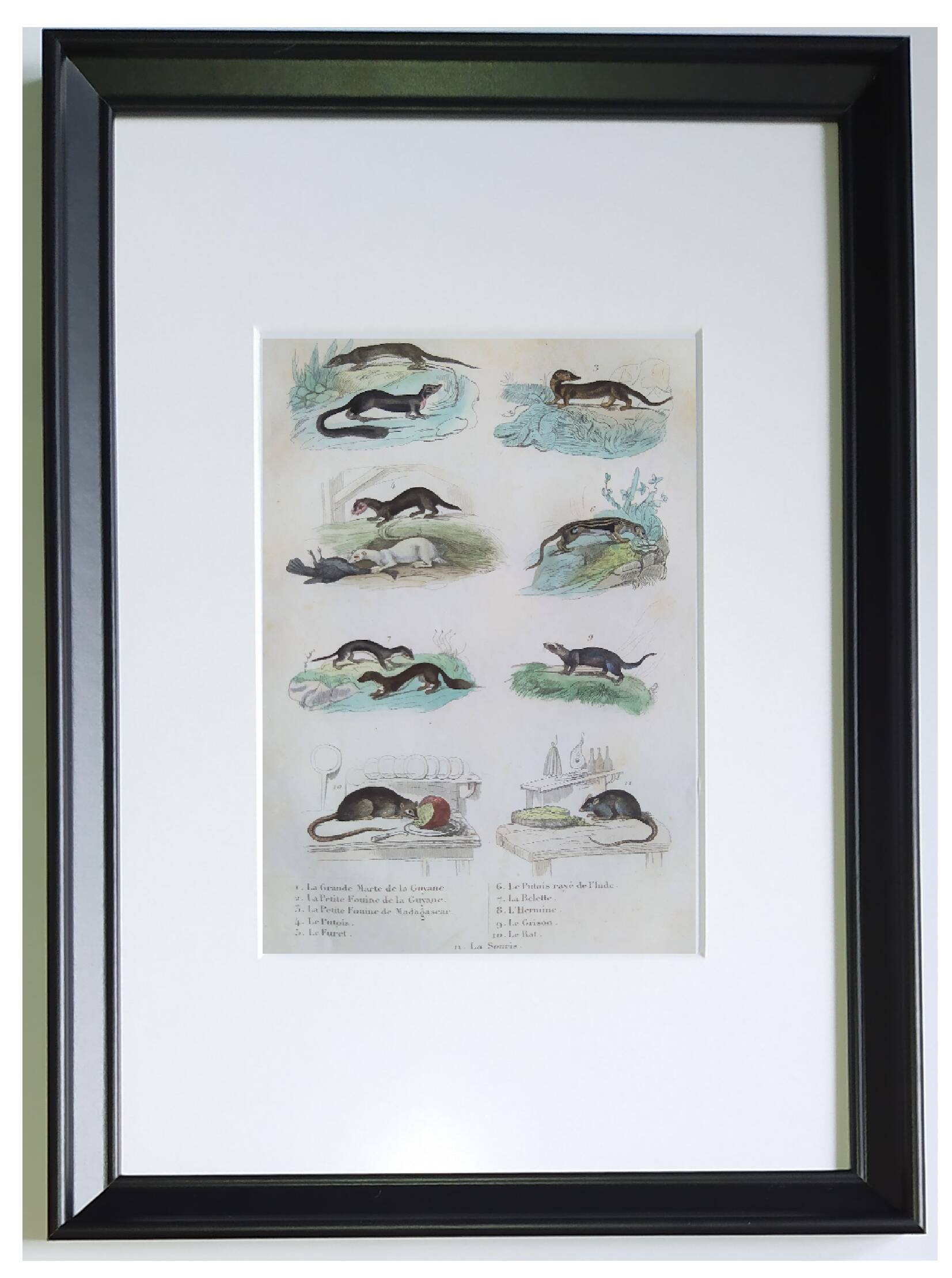 4 original zoological plates "Rat, Marten, Guinea Pig, Shrew,..."