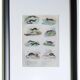 4 original zoological plates "Rat, Marten, Guinea Pig, Shrew,..."